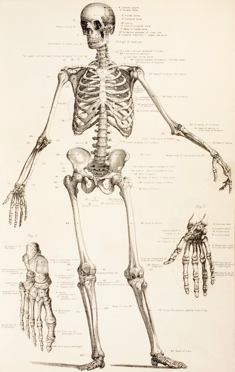 Det mänskliga skelettet, ca 1890 av English School