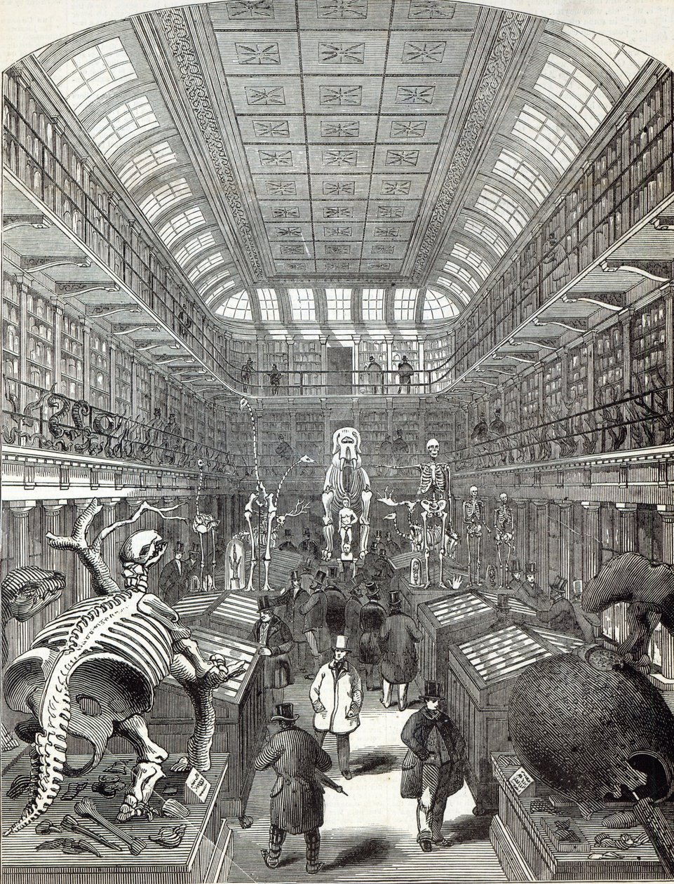 The Hunterian Museum, vid Royal College of Surgeons, från 