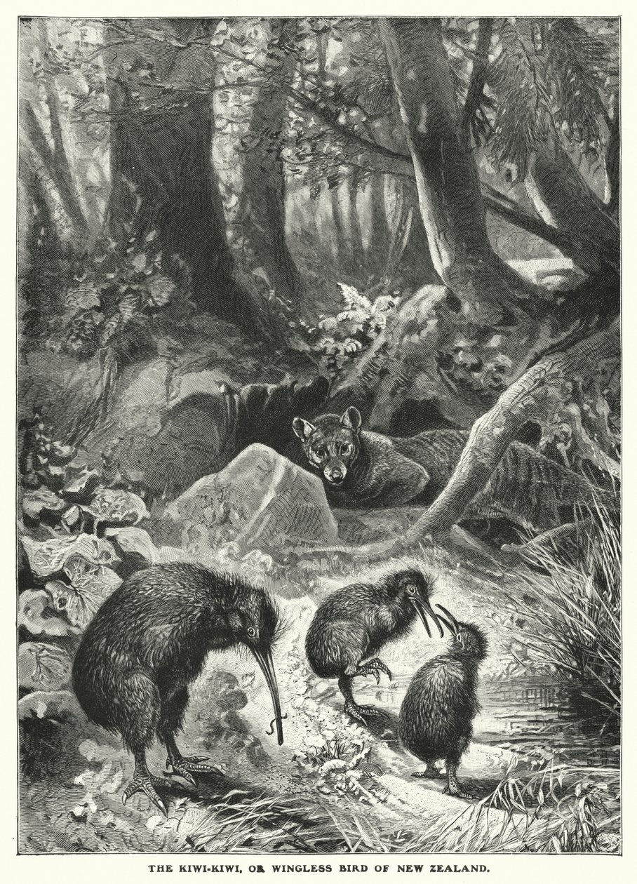 Kiwi-Kiwi, eller vinglös fågel från Nya Zeeland (gravyr) av English School