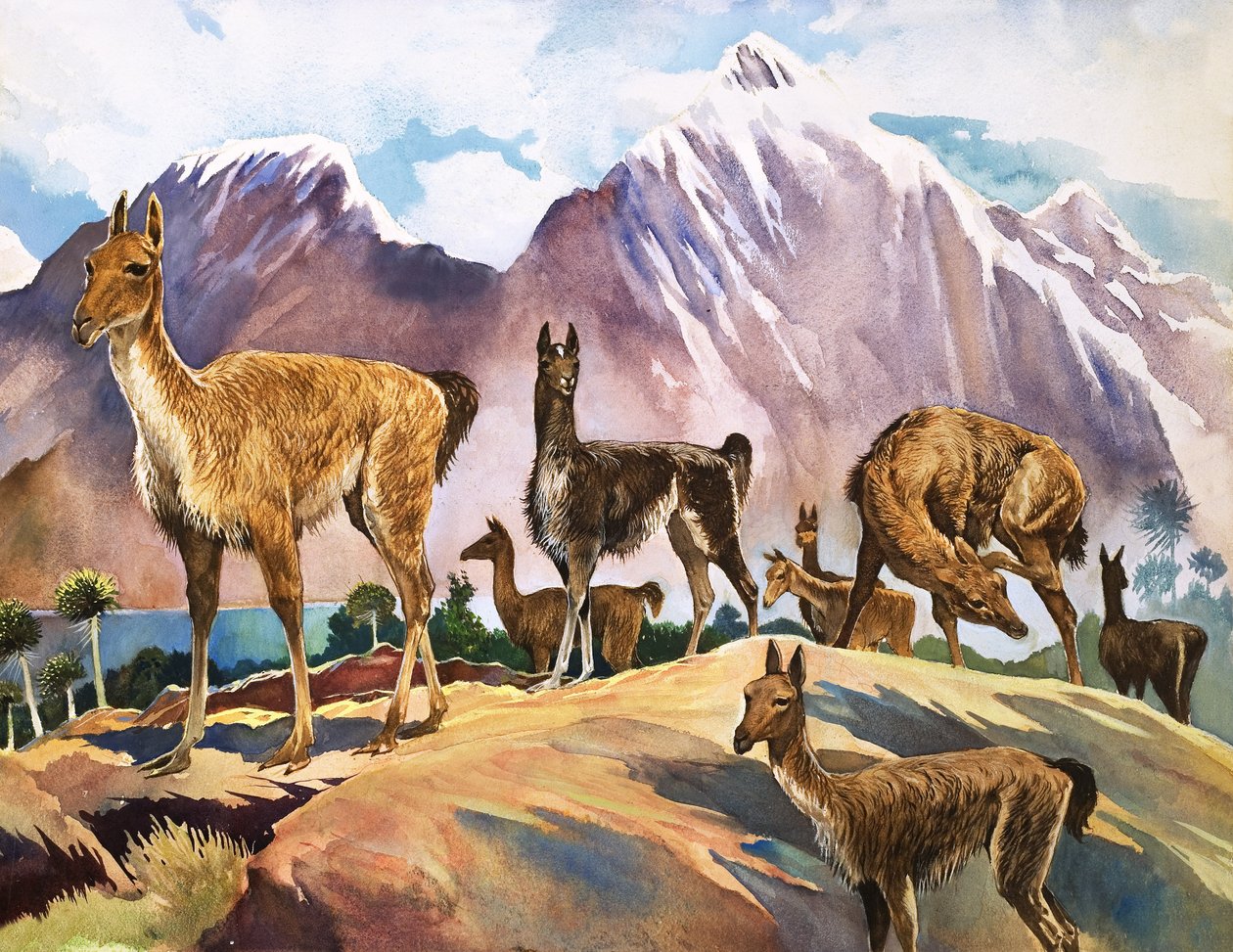 The Llama, illustration från "Naturens underverk av English School