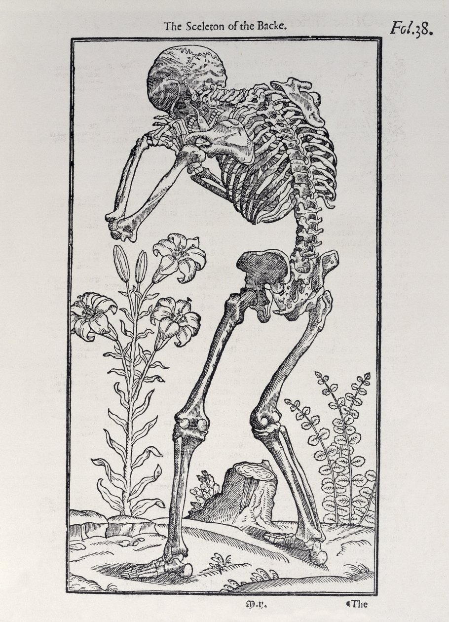 The Skelet of the Backplate från The History of Man publicerad av John Banister (1540-1610), 1578 av English School