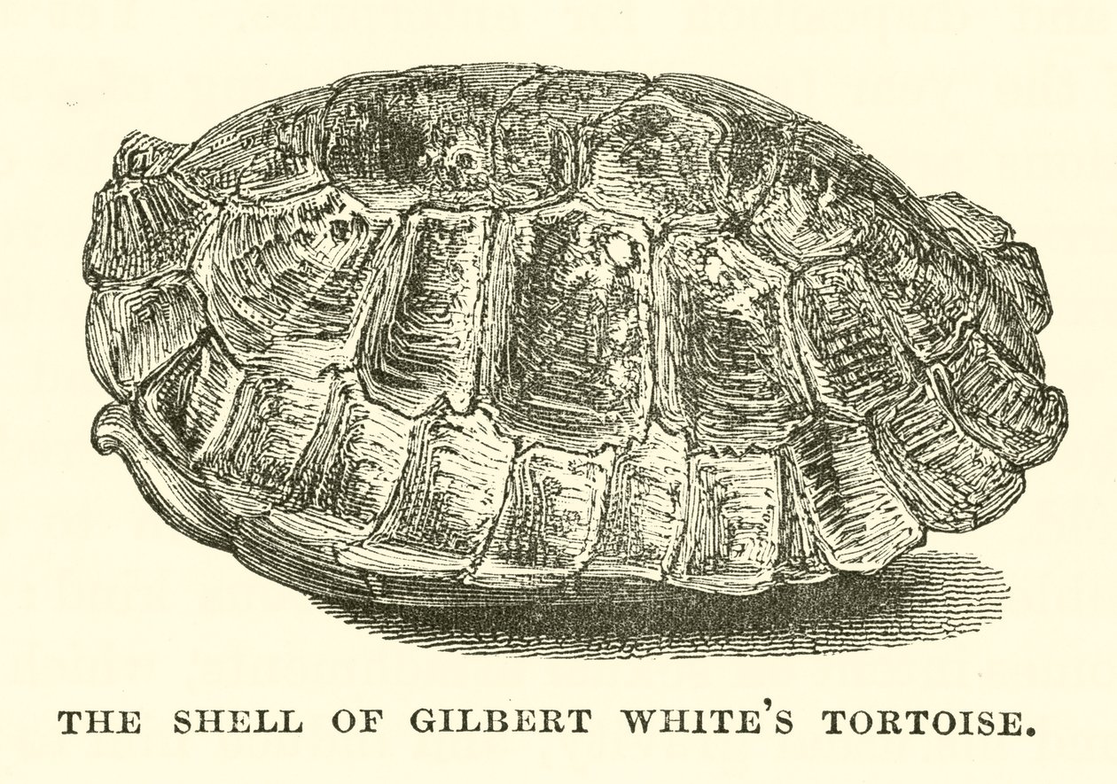 Skalet på Gilbert Whites sköldpadda (gravyr) av English School