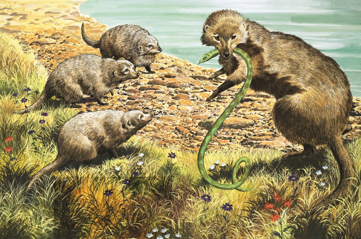 Ormfångaren, illustration från "Nature