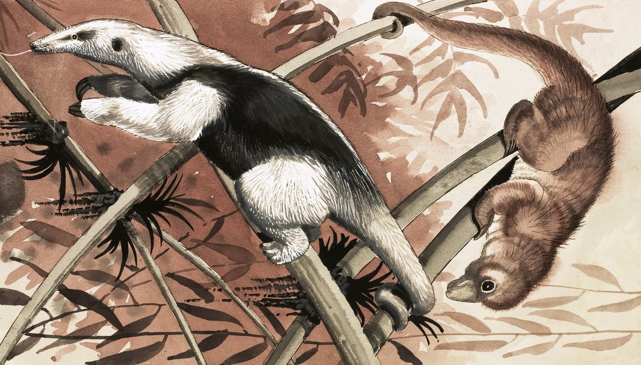 Tamandua av English School