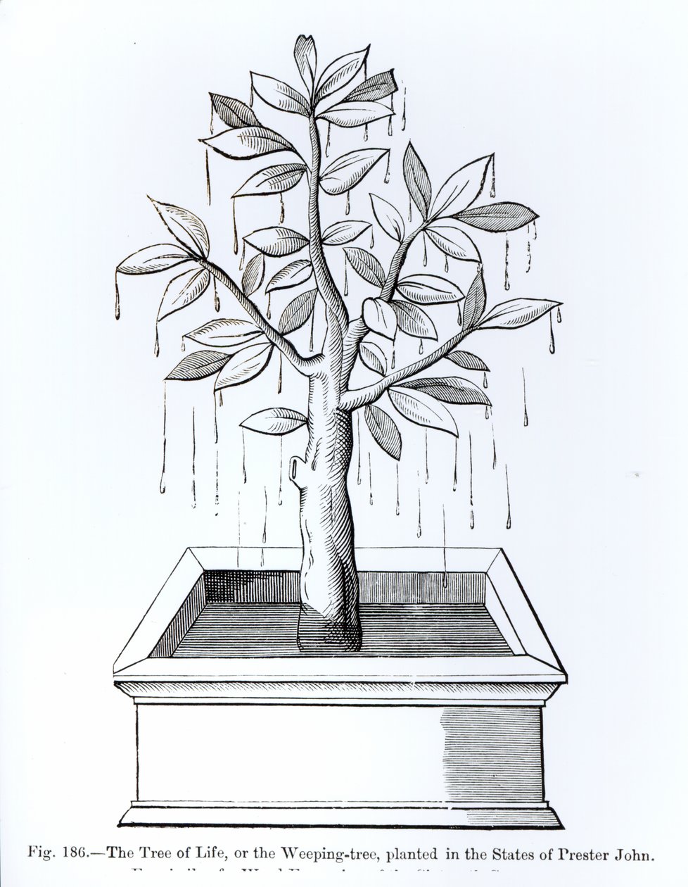 Livets träd, eller det gråtande trädet, planterat i Prester Johns stater, illustration från vetenskap och litteratur under medeltiden och renässansen, skriven och graverad av Paul Lacroix, 187 av English School