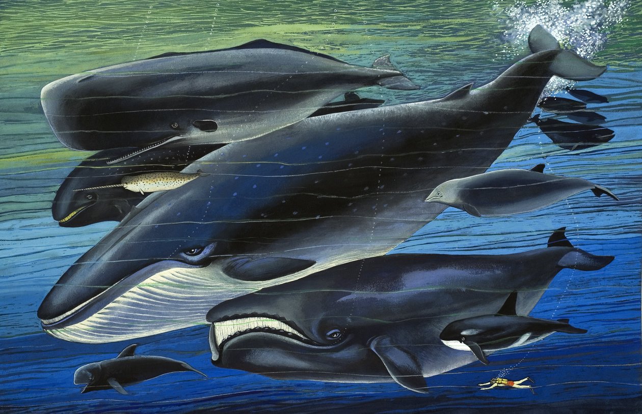 The Whale Family, illustration från "Från en gång i tiden av English School