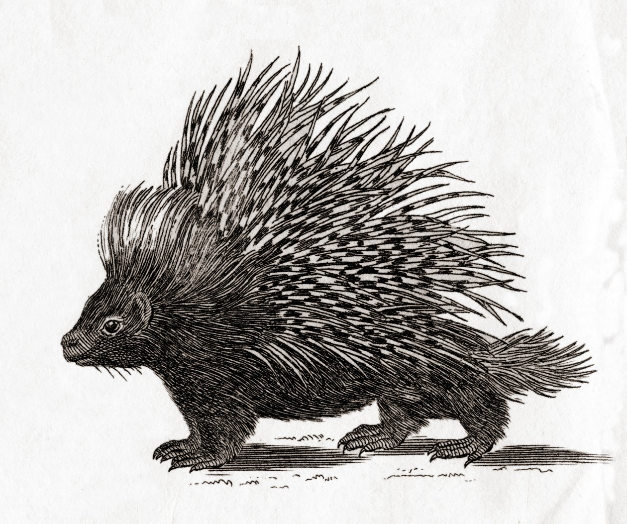 Piggsvin (Hystrix cristata), från ett tryck (gravyr) från 1700-talet av English School