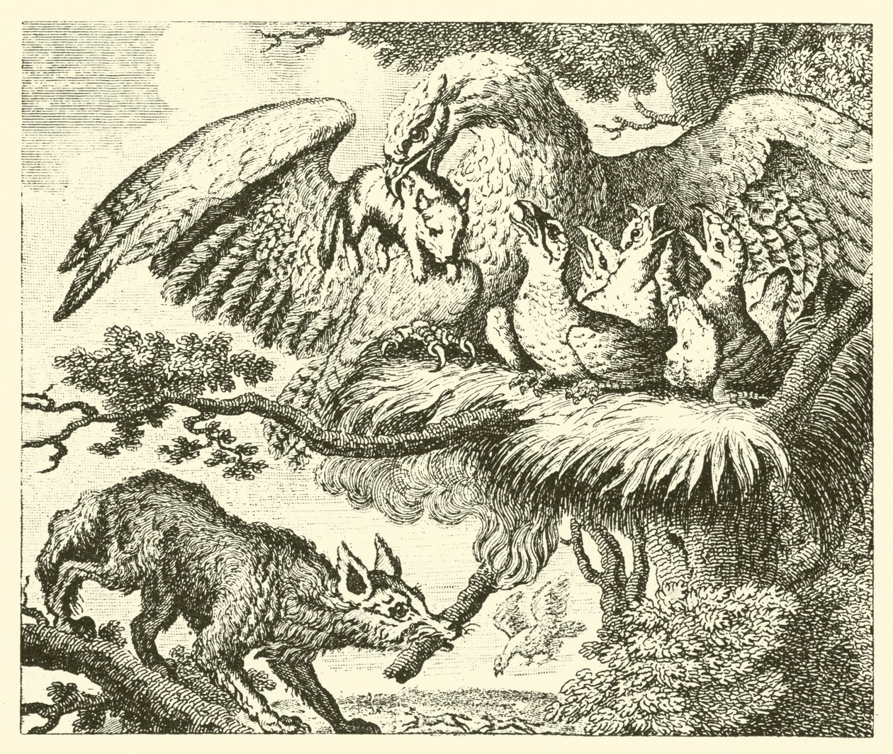 Örnen och räven (gravyr) av English School