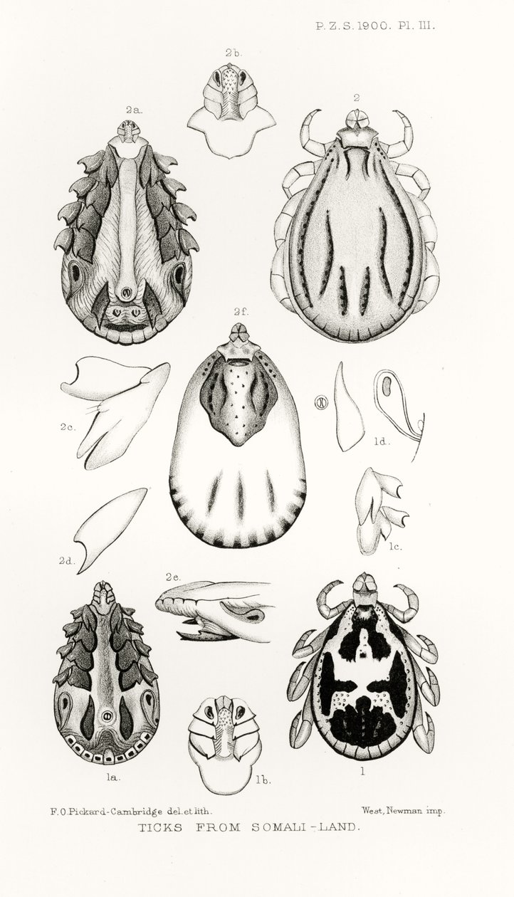 Fästingar från Somali-Land, illustration från The Hope Reports, Vol. II, 1897-1900., redigerad av Edward B. Poulton, Oxford, 1901 av English School