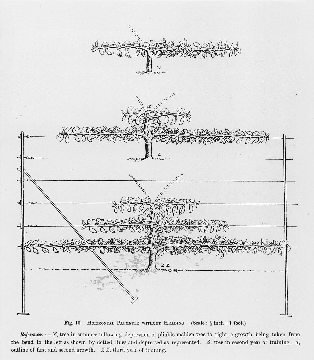 Träning av unga fruktträd, från The Fruit Growers Guide av John Wright, publicerad ca 1897-1905 av English School