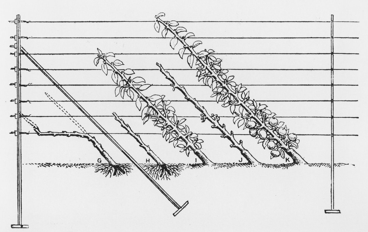 Att träna unga träd, från The Fruit Growers Guide av John Wright, publicerad ca 1897-1905 av English School