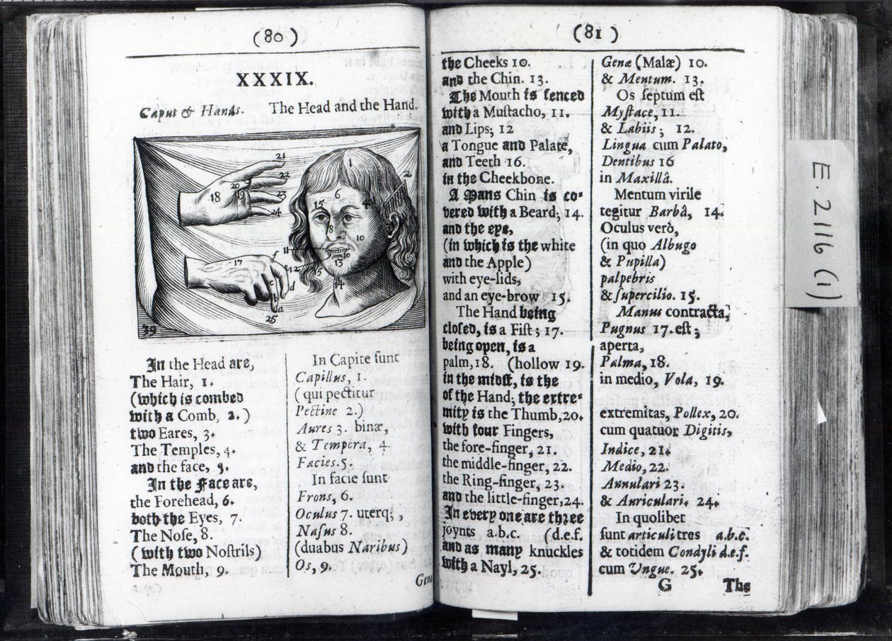 Två sidor från Orbis Sensual Pictus av Comenius, 1659 av English School