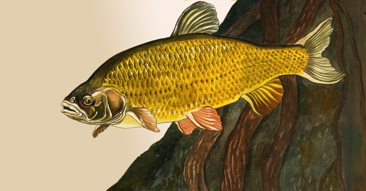 Oidentifierad fisk av English School