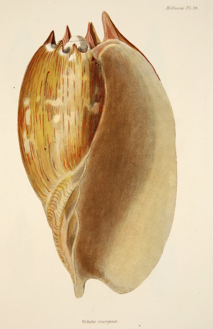 Veluta Georgina, från The Mollusca and Radiata, pub. 1833 (handfärgad gravyr) av English School