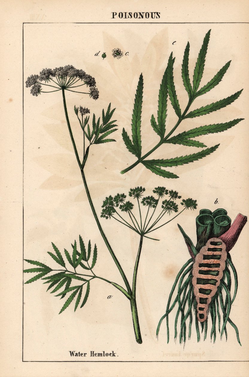 Vattenhöna som visar löv, rotstruktur och blommor. Cicuta virosa   , från "The Instructive Picturebook, or Lessons from the Vegetable World," [Charlotte Mary Yonge], Edinburgh av English School