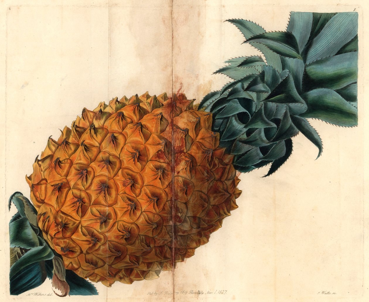 Vågbladig ananas från John Lindleys "Pomological Magazine" av English School