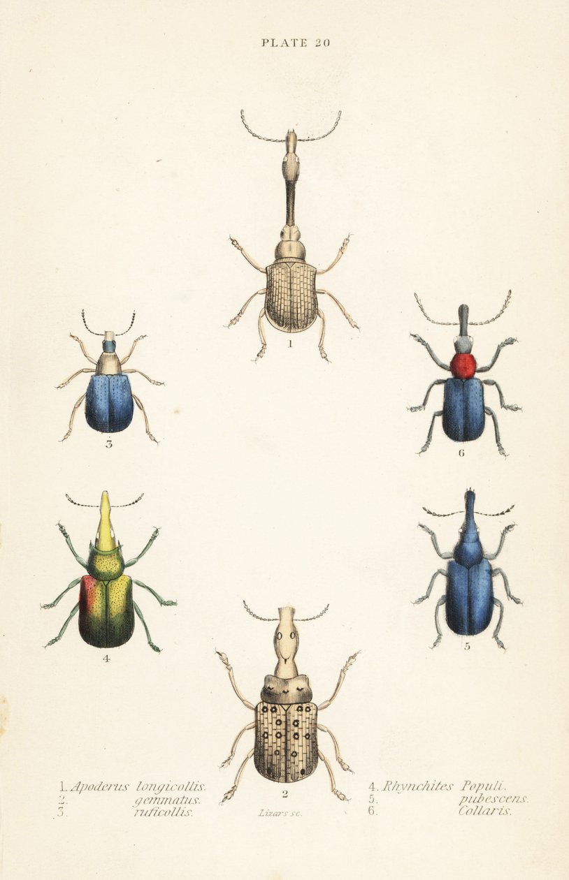 Vivlar: Attelabus longicollis 1, Attelabus gematus 2, Attelabus ruficollis 3, Byctiscus populi 4, Rhycnhites pubescens 5 och Rhynchites collaris 6 av English School