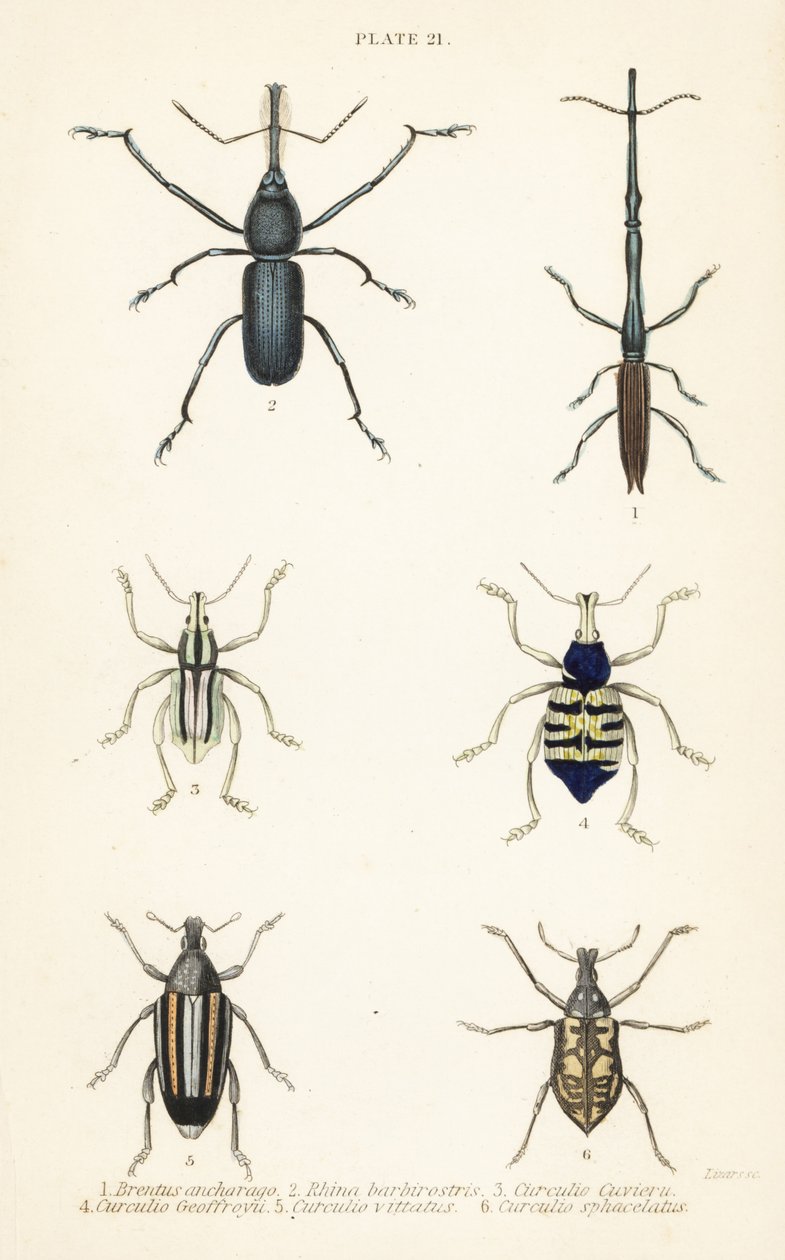Vivlar: Brentus ancharago 1, Rhina barbirostris 2, Curculio cuviera 3, Eupholus geoffroyi 4, Larinus björn 5 och Curculio sphacelatus 6 av English School