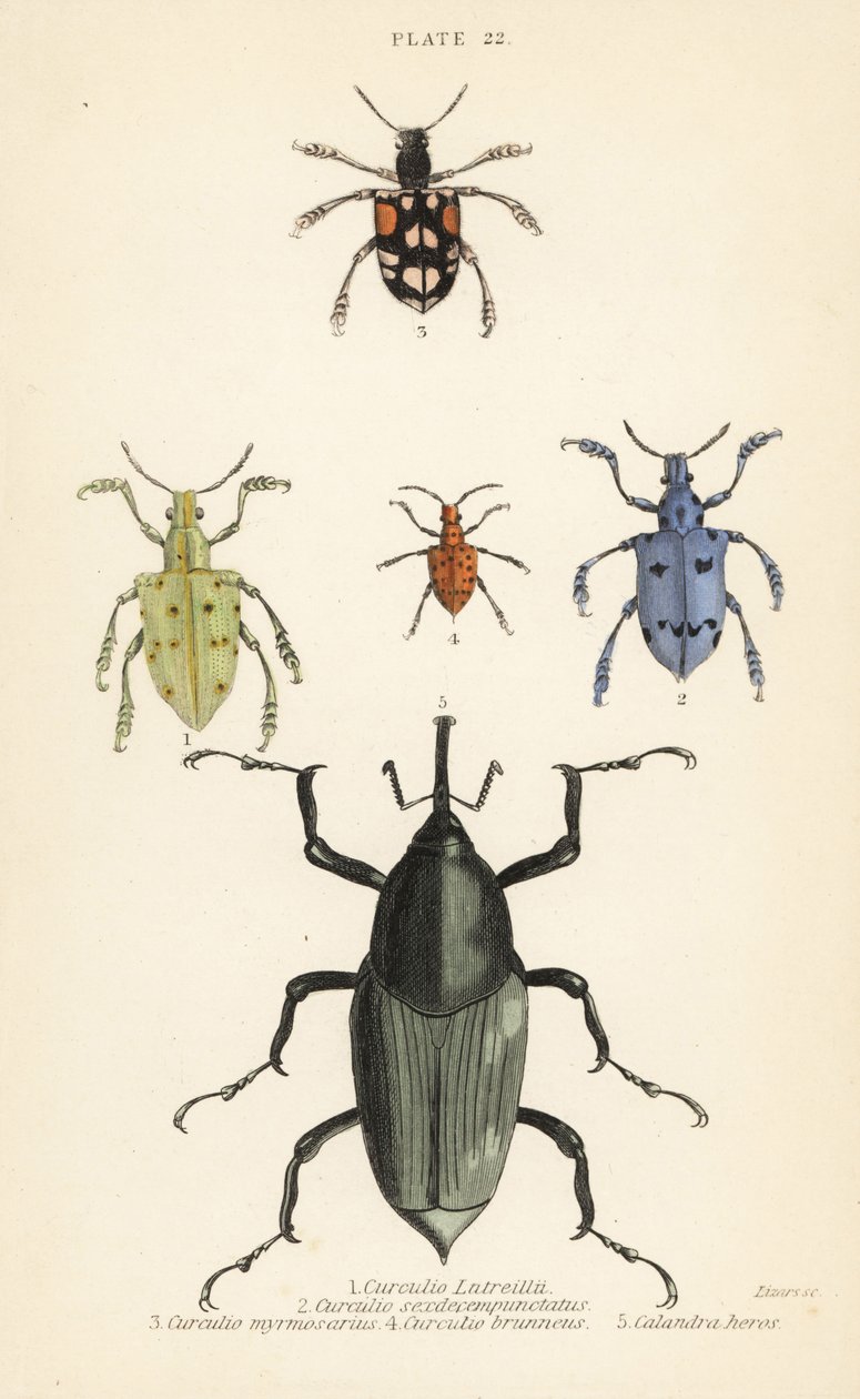 Vivlar och skalbaggar: Curculio latreillii 1, Curculio sexdecempunctatus 2, Trichaptus mutillarius 3, Pissodes castaneus 4 och Calandra heros 5 av English School