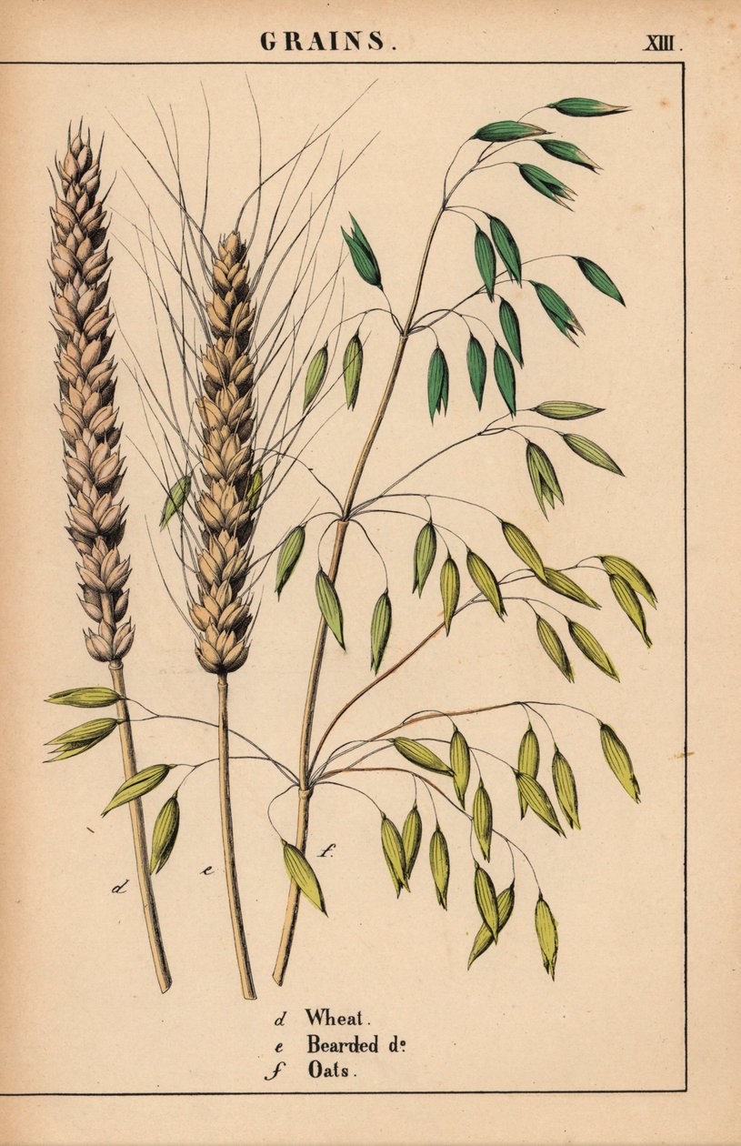 Vete, skäggvete och havre.  , från "The Instructive Picturebook, or Lessons from the Vegetable World," [Charlotte Mary Yonge], Edinburgh av English School