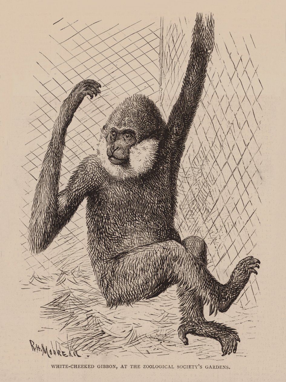 Vitkindad gibbon, vid Zoological Society