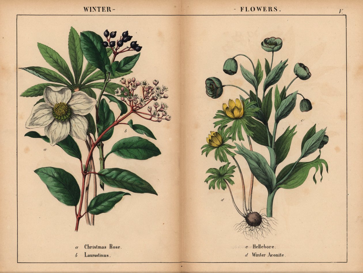 Vit julros, vit laurustinus, grön helleborre och gul vinterakonit.  , från "The Instructive Picturebook, or Lessons from the Vegetable World," [Charlotte Mary Yonge], Edinburgh av English School