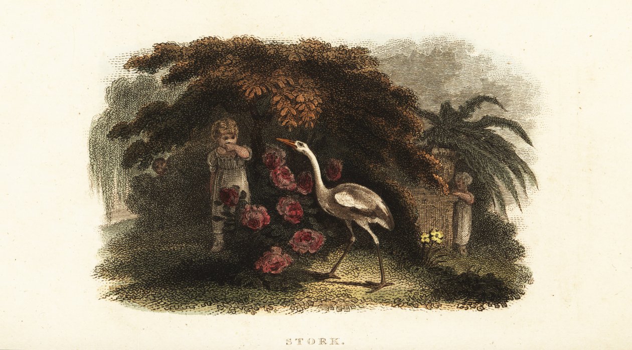 Vit stork, Ciconia ciconia, leker kurragömma med barn i en trädgård av English School