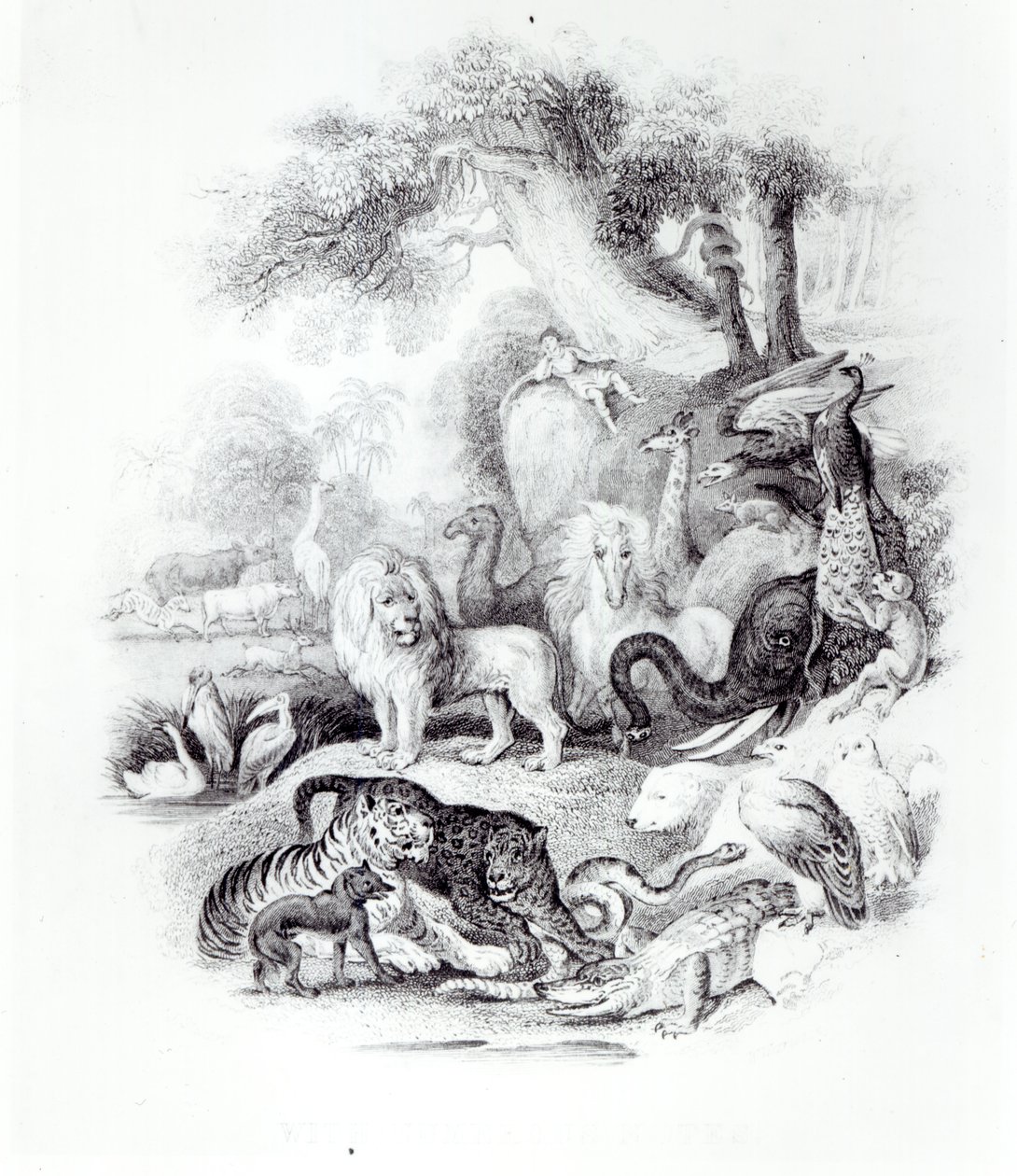 Vilda djur från "A History of the Earth and Animated Nature" av Oliver Goldsmith, London, 1840 av English School
