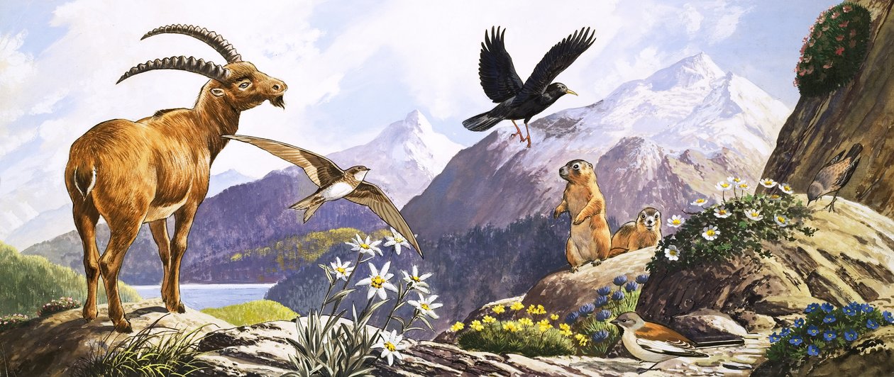 Djurliv i Centraleuropa, illustration från "Nature