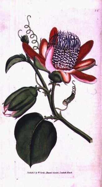 Winged Passion Flower (Passiflora alata), tallrik 66 från William Curtis 
