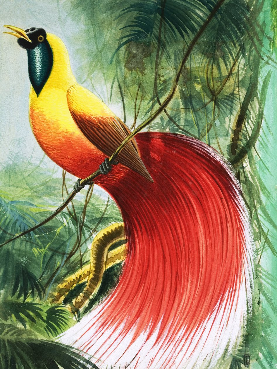Vinglöst underverk från paradiset, illustration från "Naturens underverk av English School