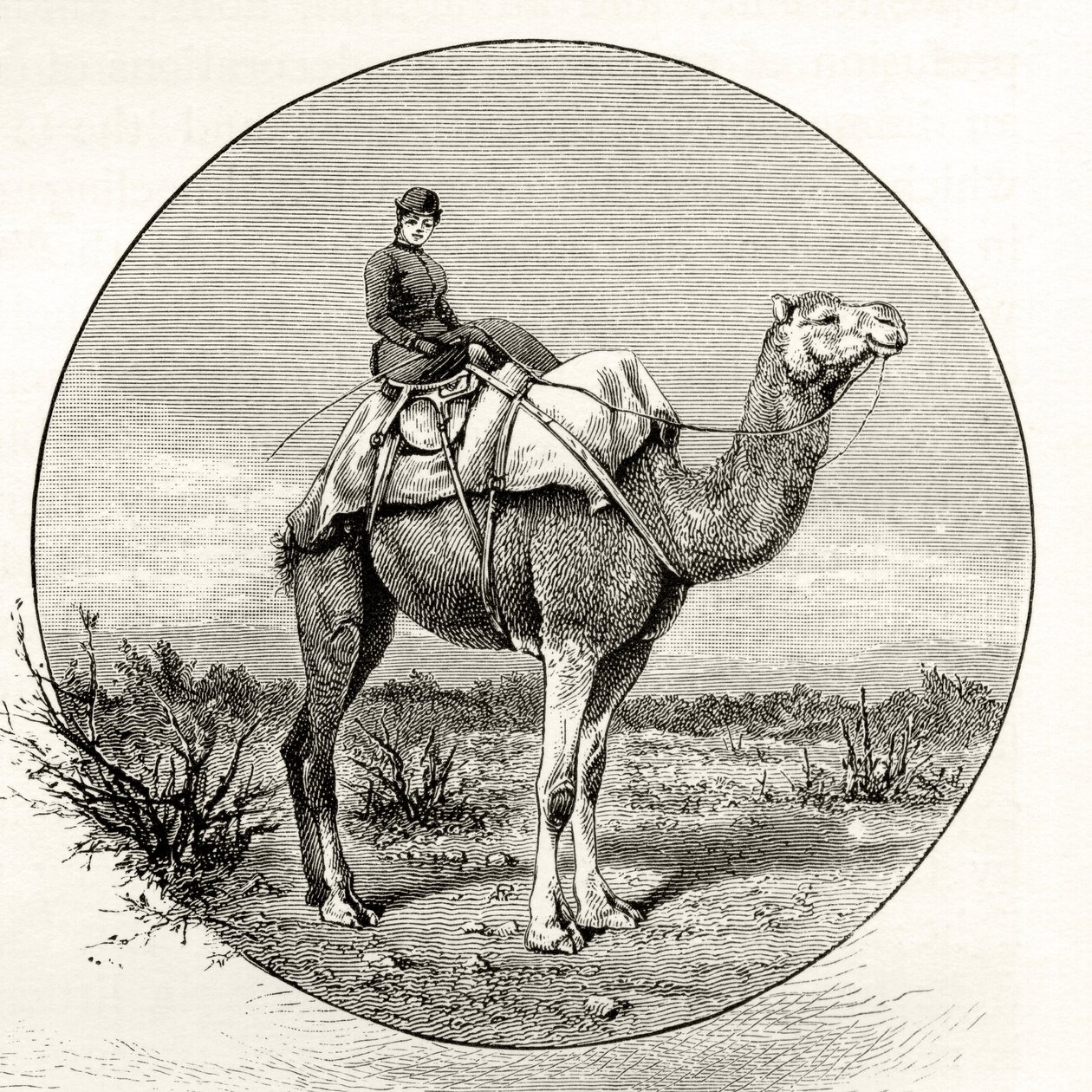 Woman on a Camel in Australia, c.1880, från 