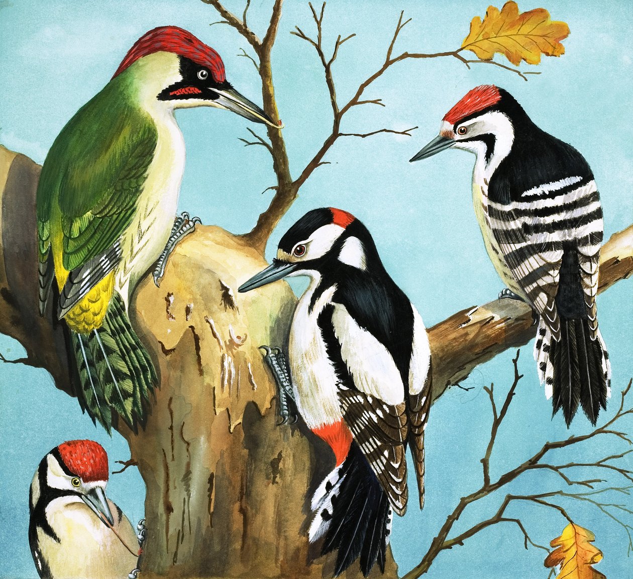 Hackspettar (gouache på papper) av English School