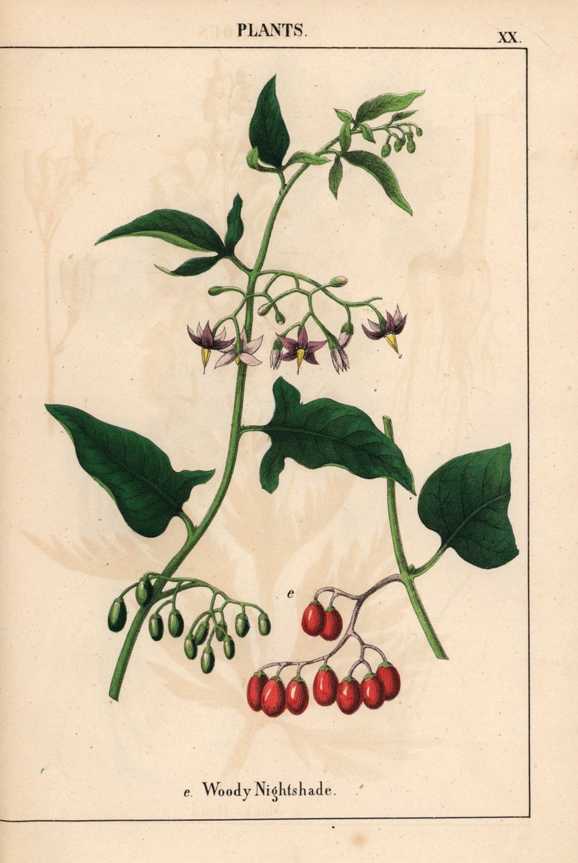Träig nattskugga med lila blommor och röda bär   , från "The Instructive Picturebook, or Lessons from the Vegetable World," [Charlotte Mary Yonge], Edinburgh av English School