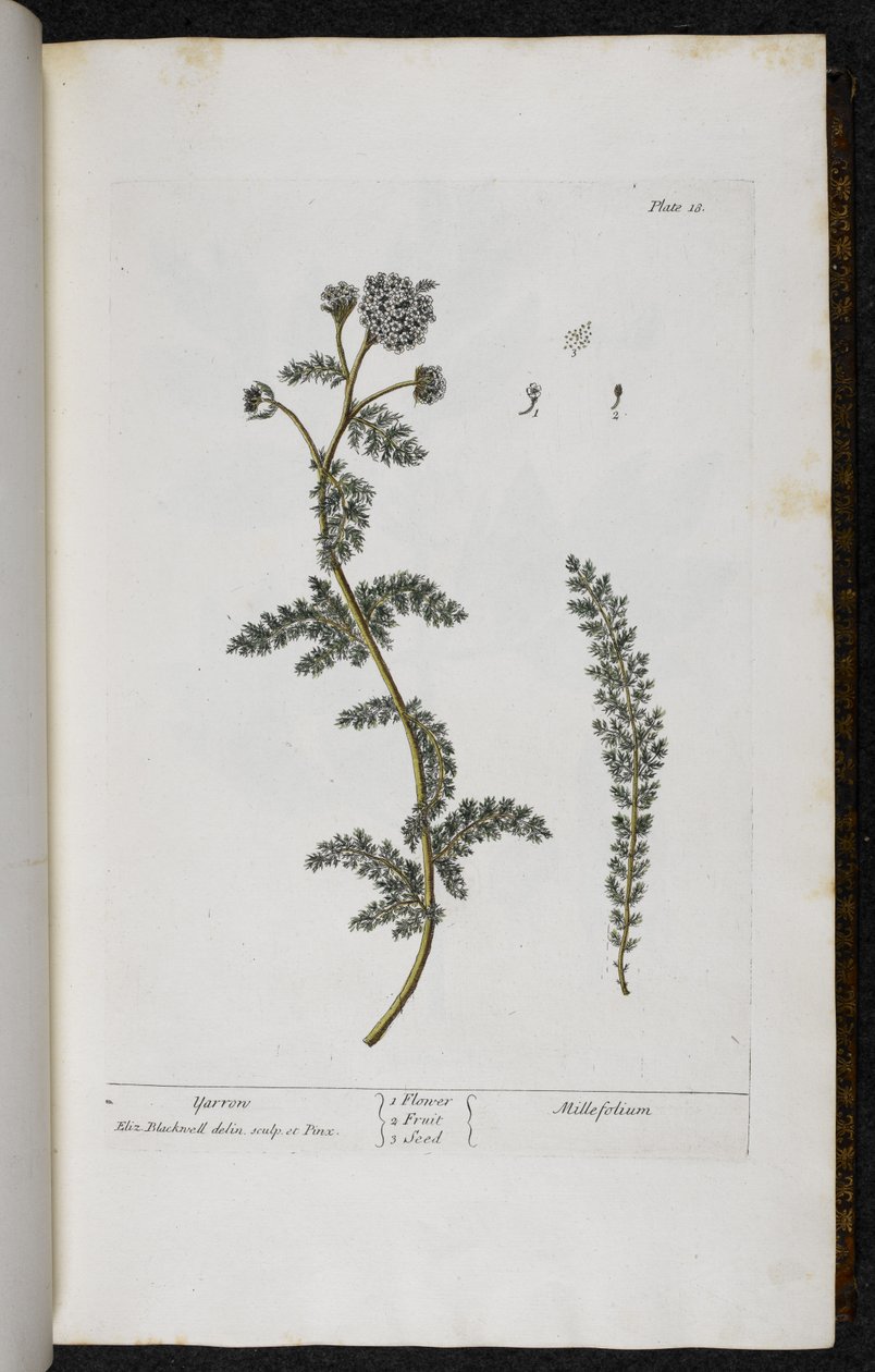 Yarrow, tallrik 18 från "A Curious Herbal..." av Elizabeth Blackwell av English School