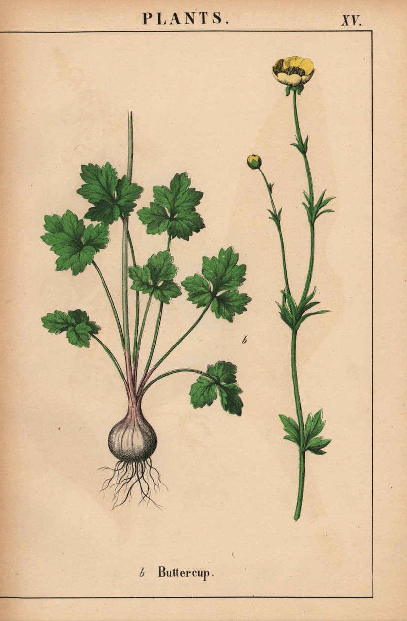 Gul smörblomma  , från "The Instructive Picturebook, or Lessons from the Vegetable World," [Charlotte Mary Yonge], Edinburgh av English School