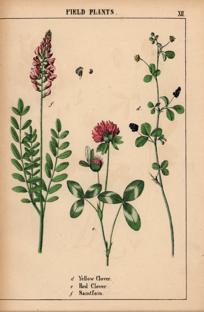 Gulklöver, rödklöver och saintfoin eller sainfoin  , från "The Instructive Picturebook, or Lessons from the Vegetable World," [Charlotte Mary Yonge], Edinburgh av English School