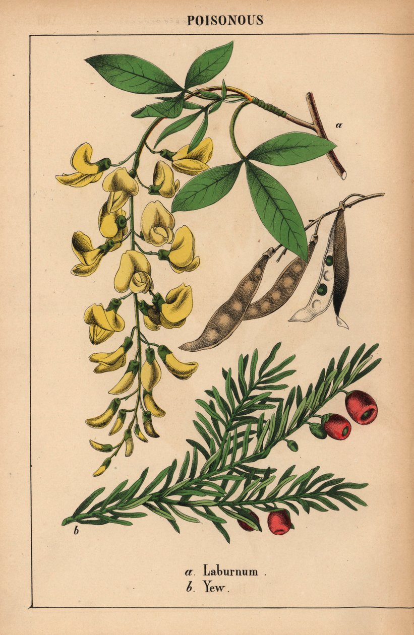 Gult laburnumträd och idegran med röda bär.   , från "The Instructive Picturebook, or Lessons from the Vegetable World," [Charlotte Mary Yonge], Edinburgh av English School