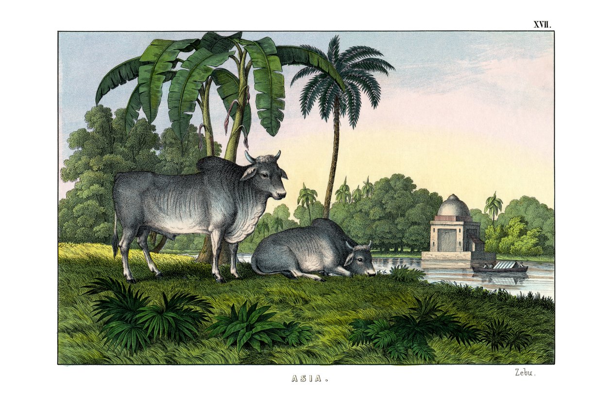 Zebu av English School
