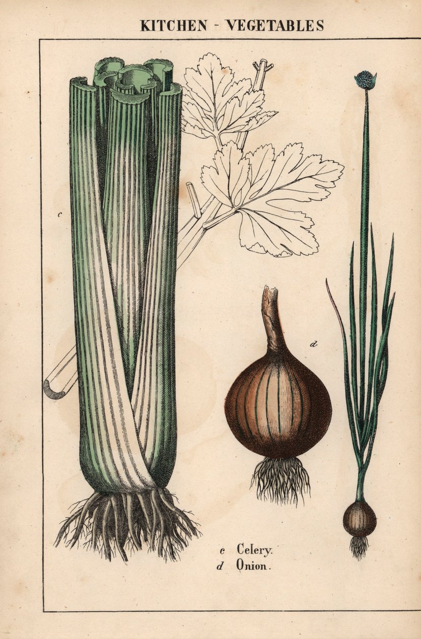 , från "The Instructive Picturebook, or Lessons from the Vegetable World," [Charlotte Mary Yonge], Edinburgh av English School