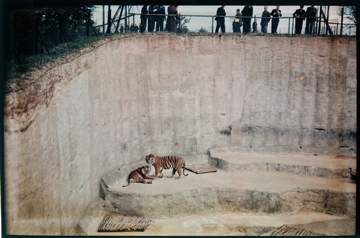 Whipsnade Zoo, Whipsnade, Central Bedfordshire, Central Bedfordshire, Storbritannien av Eric Maybank