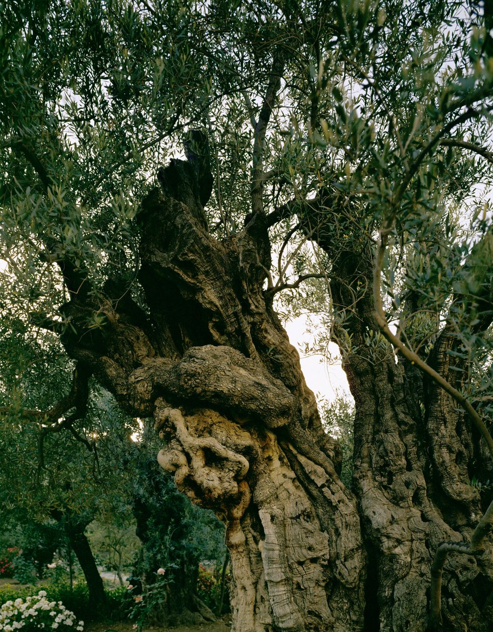 Gamla olivträd i Getsemans trädgård, Kidrondalen, Jerusalem, Israel (foto) av Erich Lessing