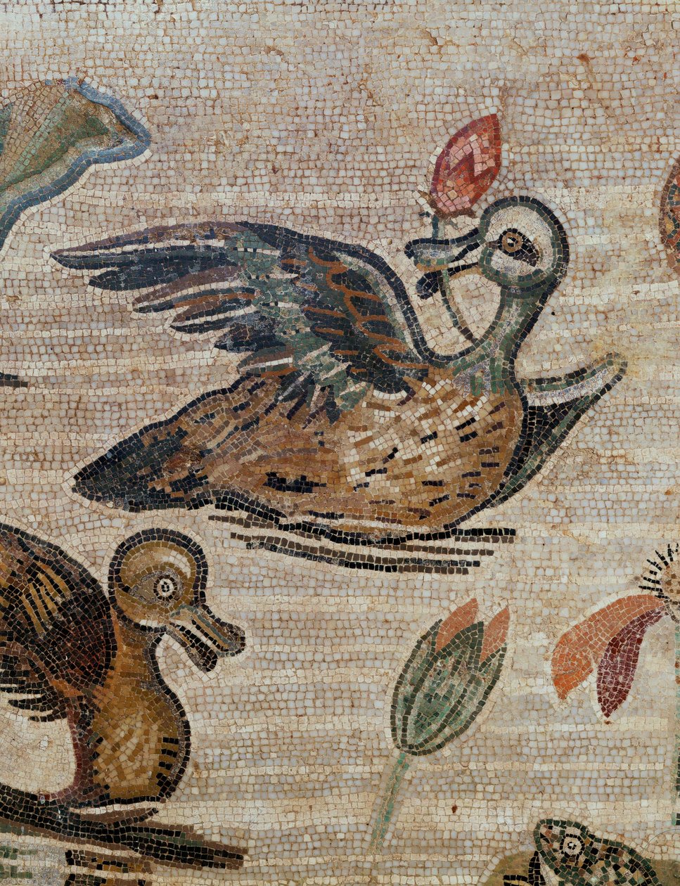 Ankor som simmar i en pool av Erich Lessing