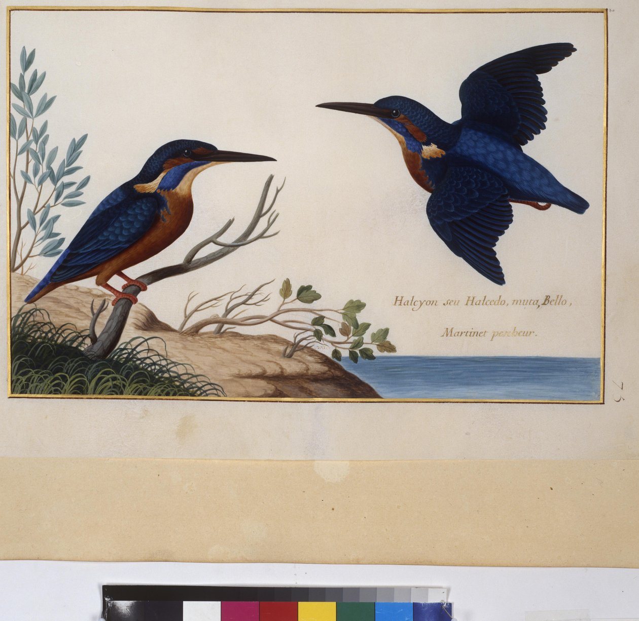 Hel sida: djurstudie, ca 1650-75 (tempera på pergament) av Erich Lessing