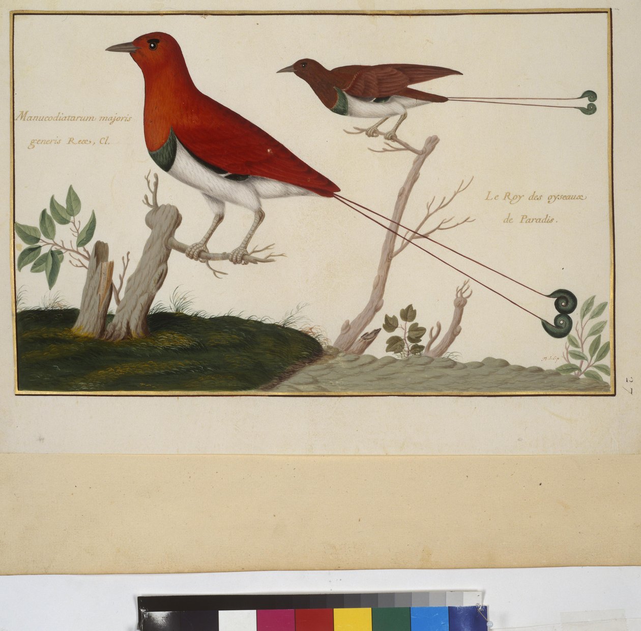 Hel sida: djurstudie, ca 1650-75 (tempera på pergament) av Erich Lessing