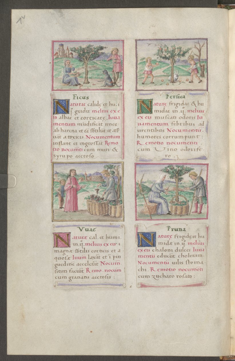 Hel sida: text och miniatyrer (pennteckning i brunt med akvarell) av Erich Lessing