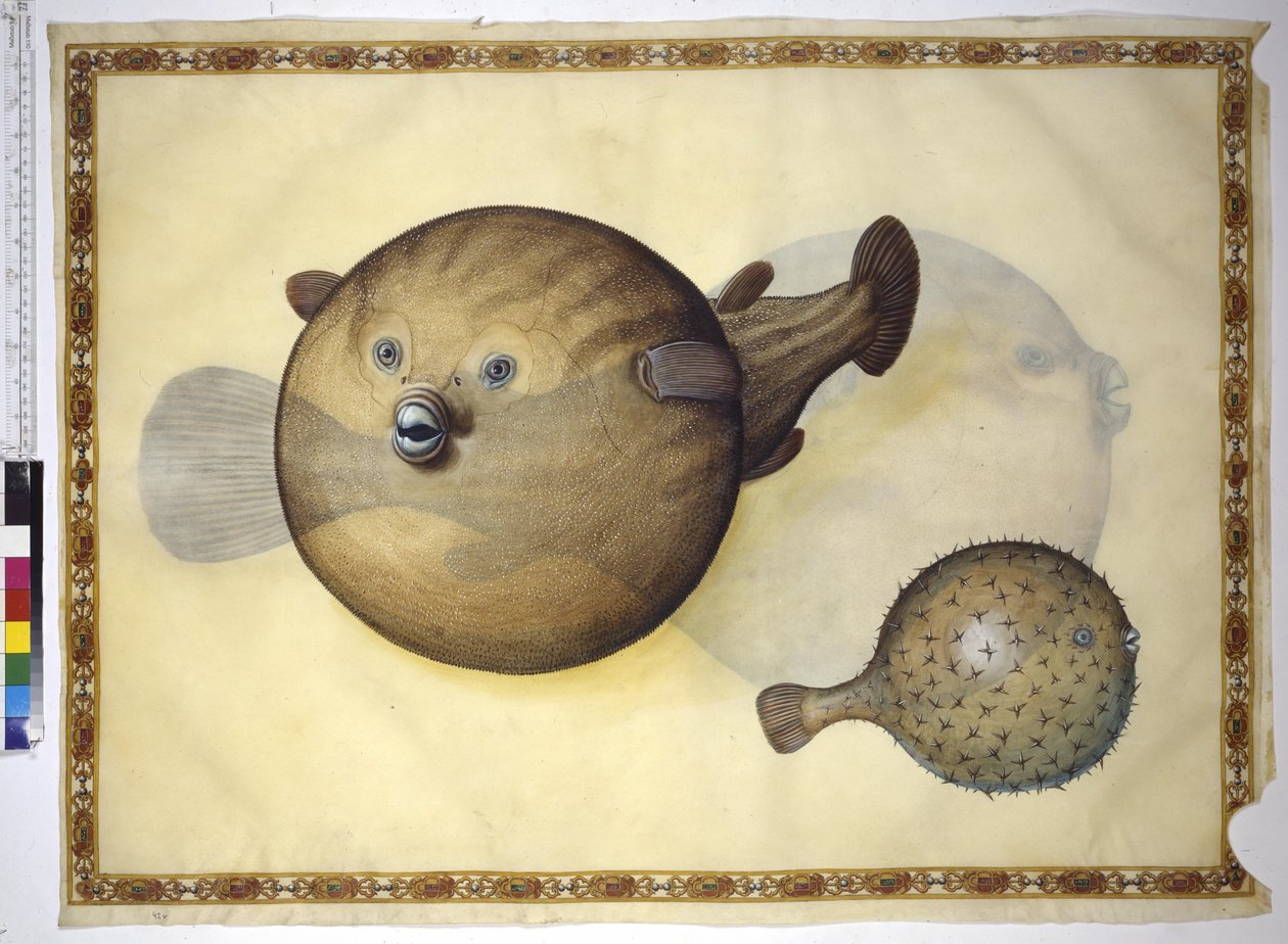 Hel sida: två blåsfiskar mot neutral bakgrund av Erich Lessing