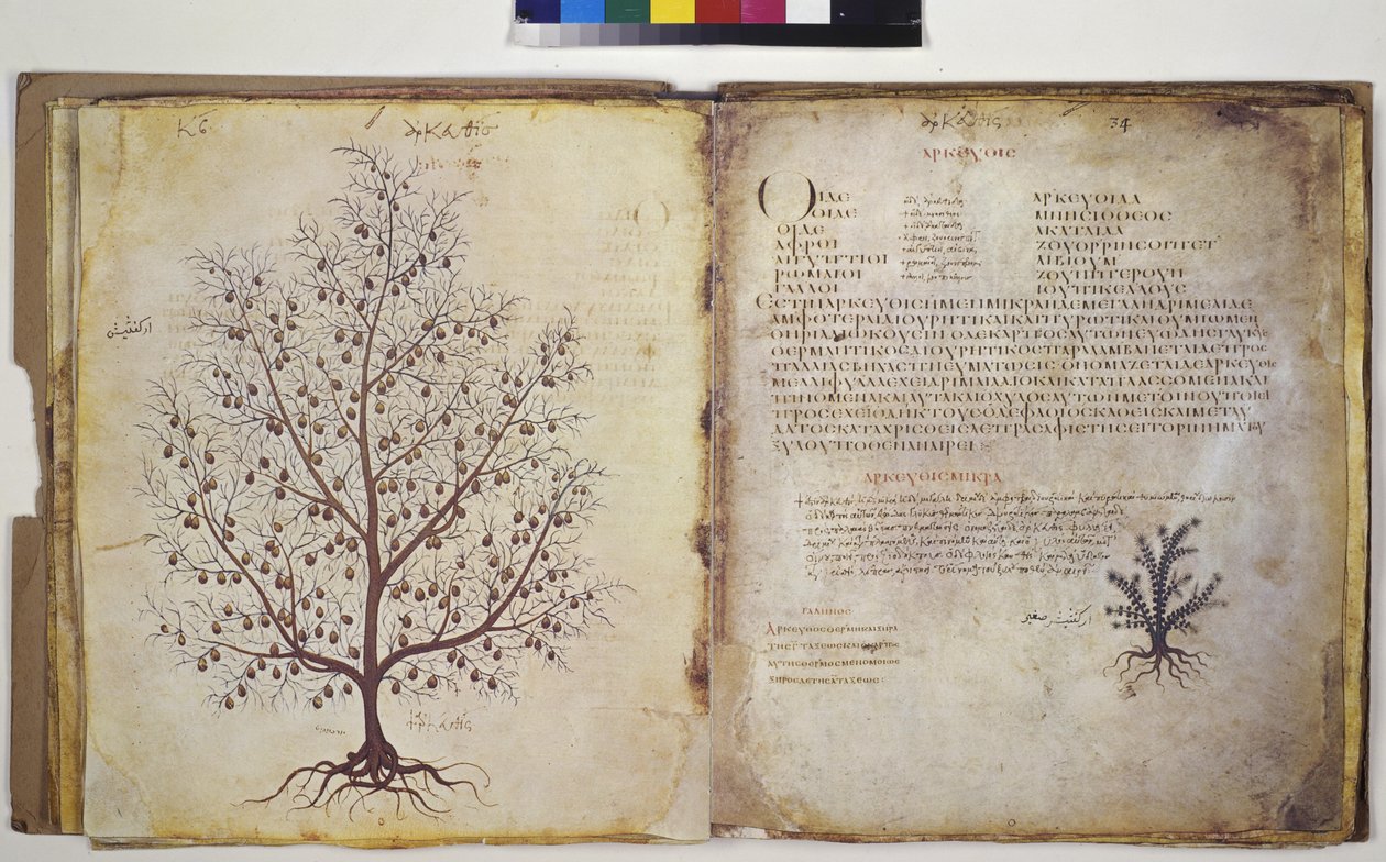 Två helsidor: växtstudie med tillskrift av Erich Lessing