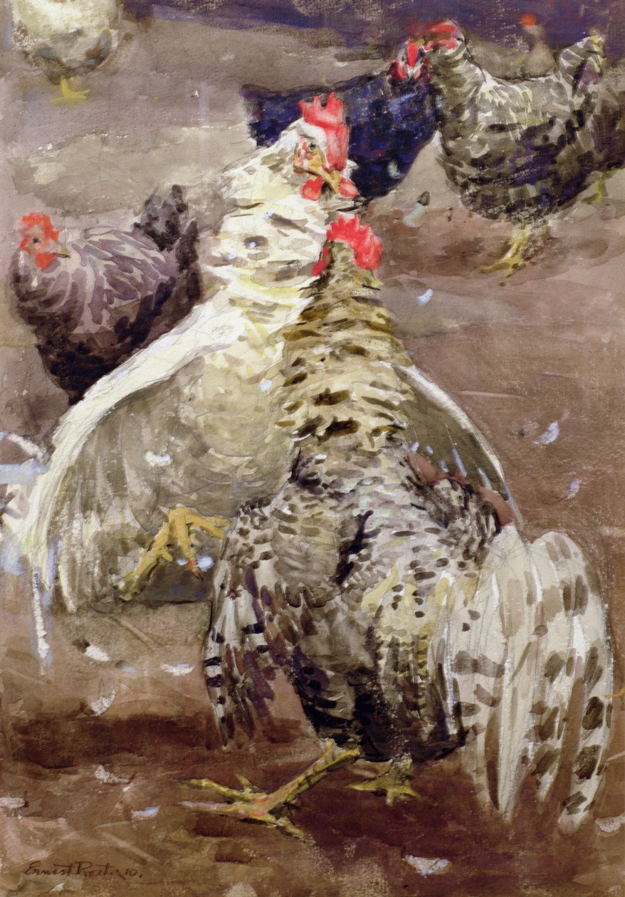 Roosters, 1910 (wc på papper) av Ernest Procter