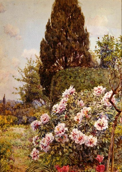 Peonies, Coddington, nära Ledbury (penna och akvarell på papper) av Ernest Arthur Rowe